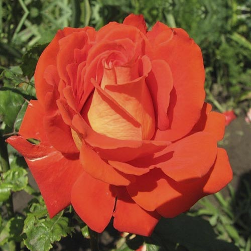 Роза чайно-гибридная Верано, C2 артикул фото 1 Роза чайно-гибридная Верано, C2 изображение 1 артикул 3839