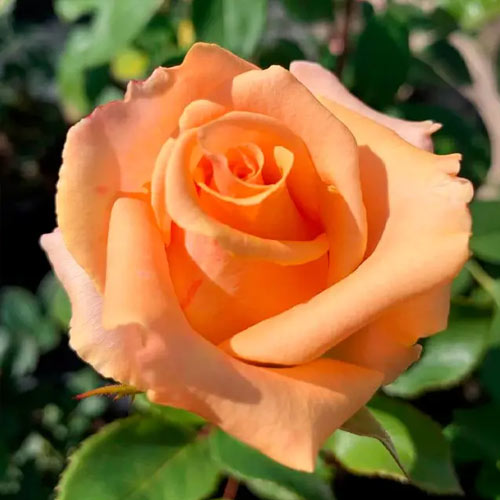 Роза чайно-гибридная Версилия артикул фото 1 Роза чайно-гибридная Версилия изображение 1 артикул 3724