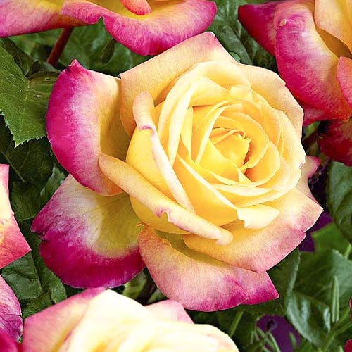 Роза чайно-гибридная Восточный Экспресс (Pullman Orient Express) изображение 1 артикул 6091