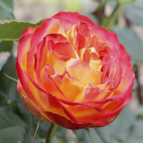 Роза чайно-гибридная Вулканика, C2 изображение 1 артикул 3840