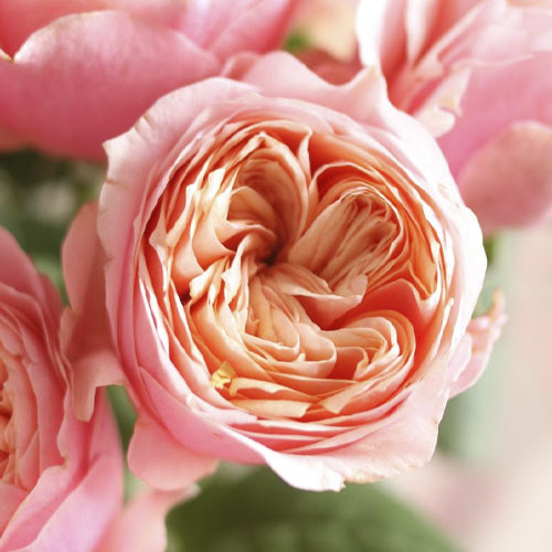 Роза чайно-гибридная Вувузелла (Vuvuzela) изображение 1 артикул 6092