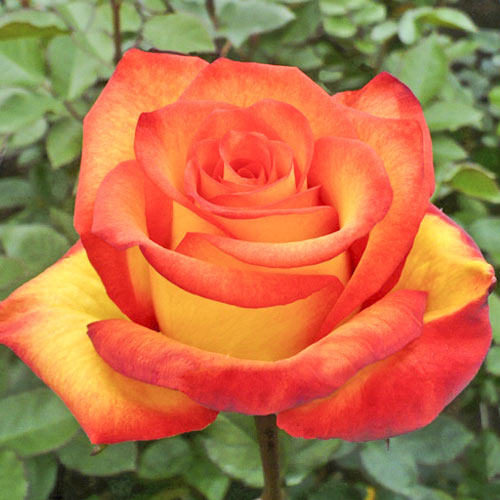 Роза чайно-гибридная Высший свет, C2 артикул фото 1 Роза чайно-гибридная Высший свет, C2 изображение 1 артикул 3841