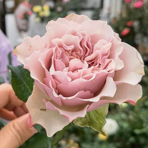 Роза чайно-гибридная Бурбон Стрит (Bourbon Street) изображение 1 артикул 2059