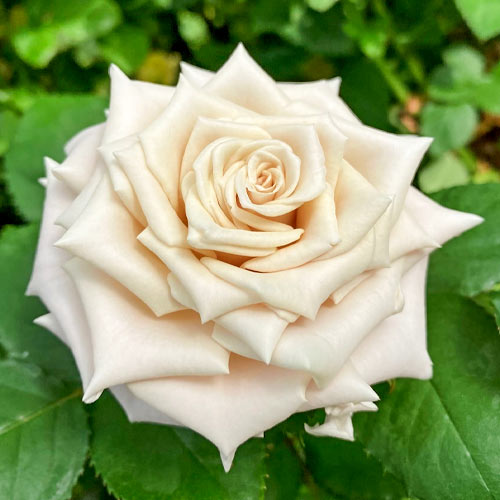 Роза чайно-гибридная Мента (Menta) изображение 1 артикул 2061