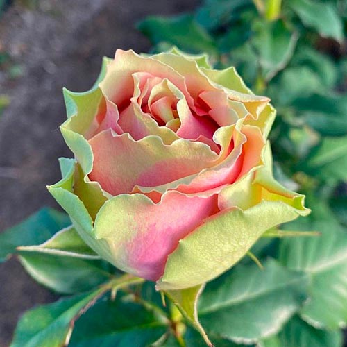 Роза чайно-гибридная Питахайя (Pitahaya) изображение 1 артикул 2062