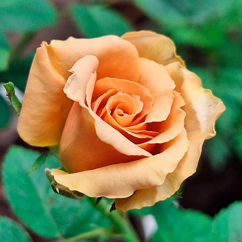 Роза чайно-гибридная Тоффи (Toffee) изображение 1 артикул 2063