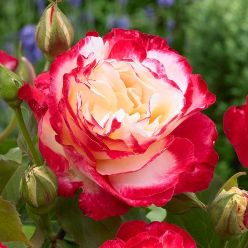 Роза чайно-гибридная Дабл Делайт (Double Delight) изображение 1 артикул 2115