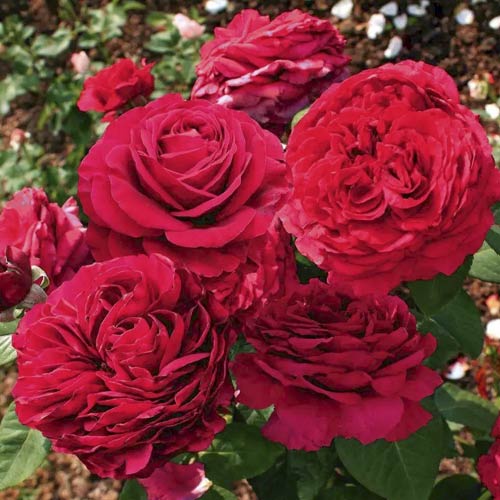 Роза флорибунда 4 Ветров, C2 изображение 1 артикул 3826