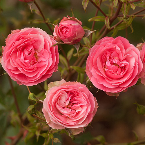 Роза флорибунда Аллюр Винтер Джевел изображение 1 артикул 3525