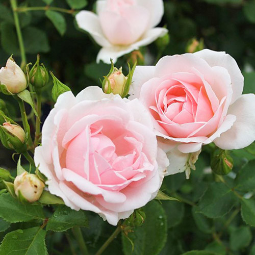 Роза флорибунда Баллада изображение 2 артикул 3526