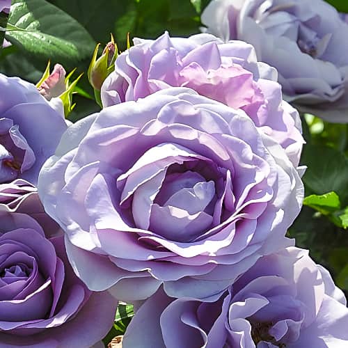 Роза флорибунда Блю Бажу, C2 изображение 1 артикул 3827