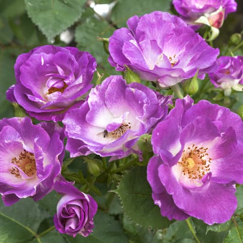 Роза флорибунда Блю фо Ю (Blue for You) изображение 1 артикул 2190