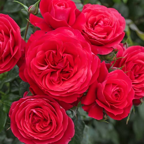 Роза флорибунда Черри Герл (Cherry Girl) изображение 1 артикул 2203