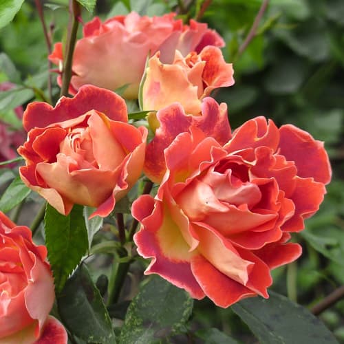 Роза флорибунда Чоколэйт Раффлс (Chocolate Ruffles) изображение 1 артикул 4581