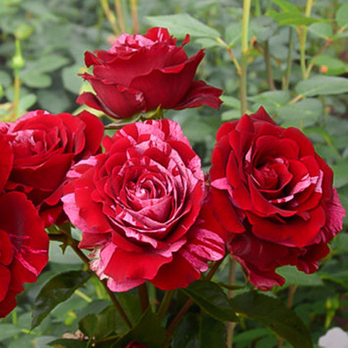 Роза флорибунда Дип Импрешн изображение 1 артикул 3530