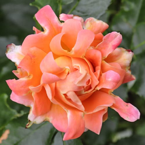 Роза флорибунда Дрим Раффлс (Ruffles Dream) изображение 1 артикул 4573