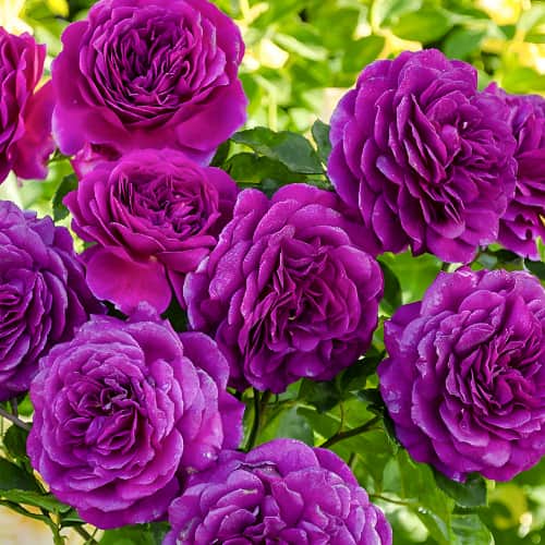 Роза флорибунда Эбб Тайд (Ebb Tide) изображение 1 артикул 2204