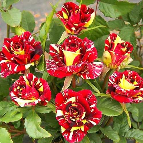 Роза флорибунда Фокус Покус (Focus Pocus) изображение 1 артикул 3718