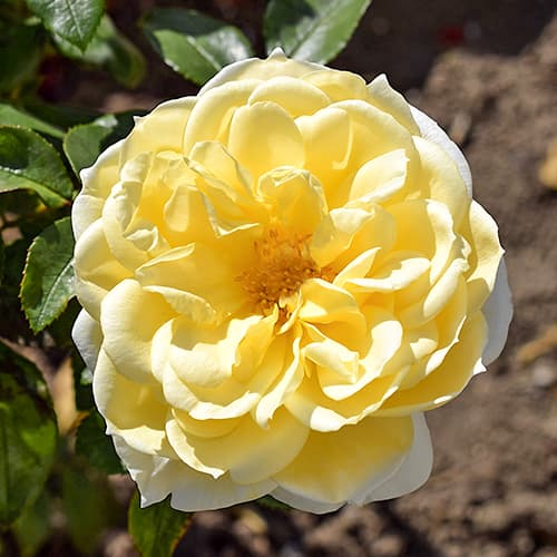 Роза флорибунда Фрезия (Friesia) изображение 1 артикул 2202