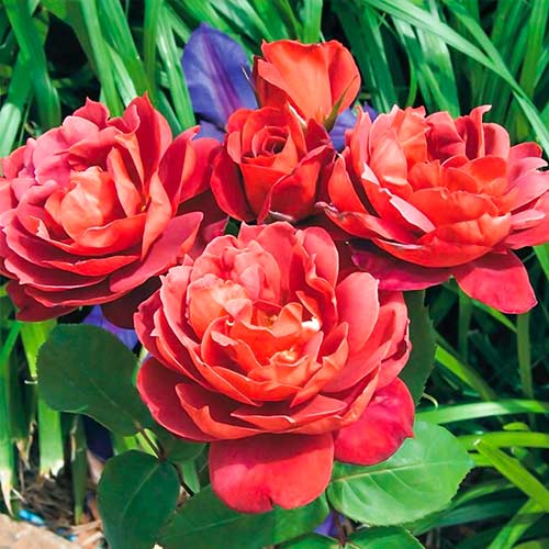 Роза флорибунда Хот Какао изображение 1 артикул 5509