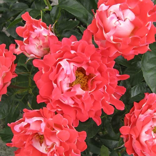 Роза флорибунда Кенди Раффлс (Candy Ruffles) изображение 1 артикул 3797