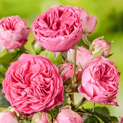 Роза флорибунда Кэнди Рококо (Candy Rokoko) изображение 1 артикул 6083