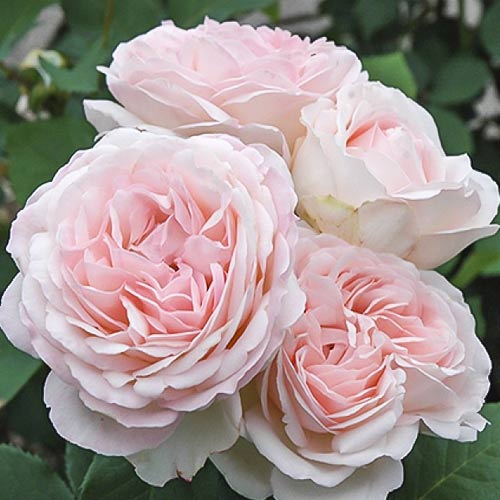 Роза флорибунда Клер Роуз, C2 изображение 1 артикул 3828