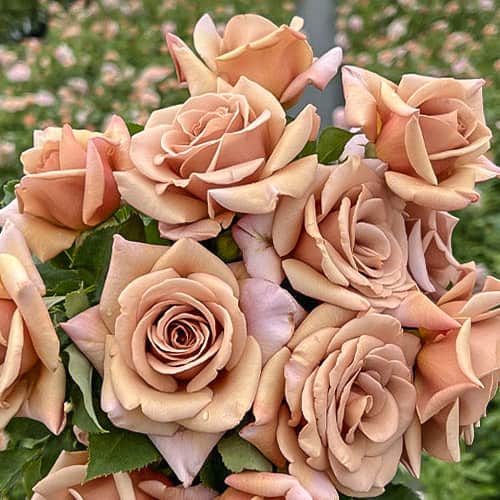 Роза флорибунда Коко Локо (Koko Loko) изображение 1 артикул 6082