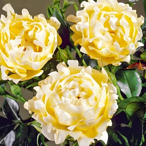 Роза флорибунда Квин Раффлс (Ruffles Queen) изображение 1 артикул 4574