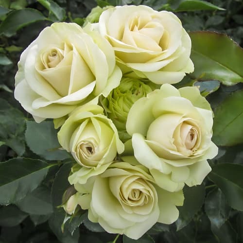 Роза флорибунда Лавли Грин (Lovely Green) изображение 1 артикул 2194