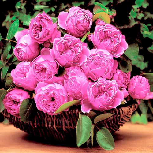 Роза флорибунда Леонардо да Винчи изображение 1 артикул 2857