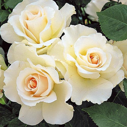 Роза флорибунда Маргарет изображение 1 артикул 4569