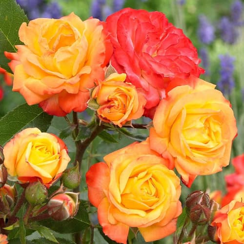 Роза флорибунда Маскарад (Masquerade) изображение 1 артикул 2195