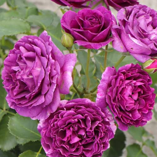 Роза флорибунда Минерва (Minerva) изображение 1 артикул 3533