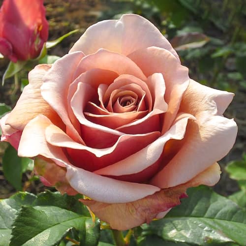 Роза флорибунда Мокароза (Rosa Mokarosa) изображение 1 артикул 6085