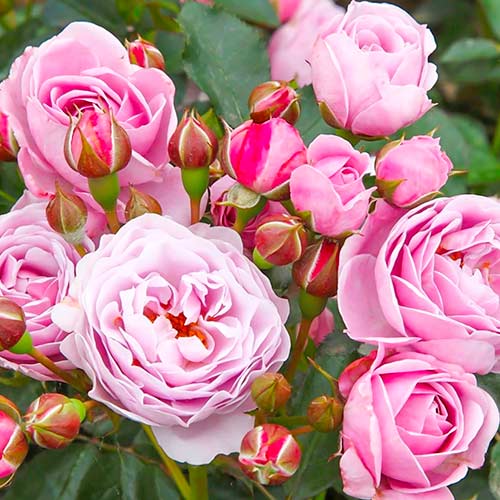 Роза флорибунда Наутика изображение 1 артикул 5705