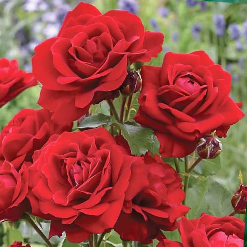 Роза флорибунда Нина Вейбул (Nina Weibull) изображение 1 артикул 2196