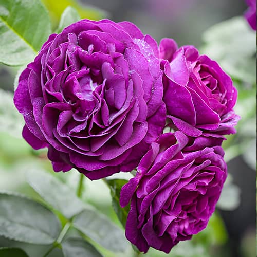 Роза флорибунда Нью Эйдж (New Age) изображение 1 артикул 4571