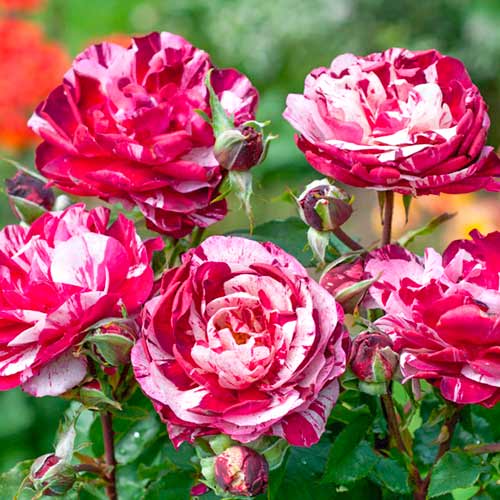 Роза флорибунда Нью Имэджин изображение 1 артикул 5496