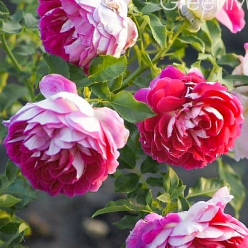 Роза флорибунда Пэшн Раффлс изображение 1 артикул 4575