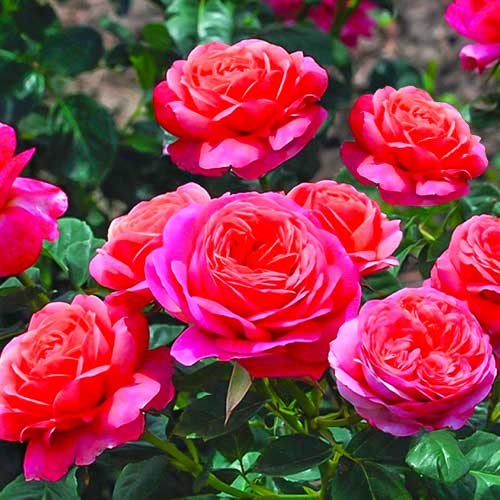 Роза флорибунда Пич Ваза изображение 1 артикул 5003