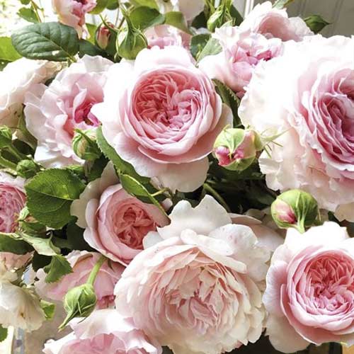 Роза флорибунда Пинк Пион, C2 изображение 1 артикул 3892