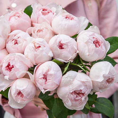 Роза флорибунда Пиони Пинк (Peony Pink) изображение 1 артикул 3808