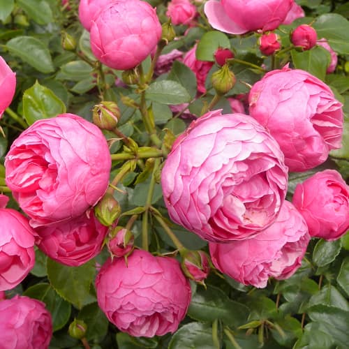 Роза флорибунда Помпонелла (Pomponella) изображение 1 артикул 2199