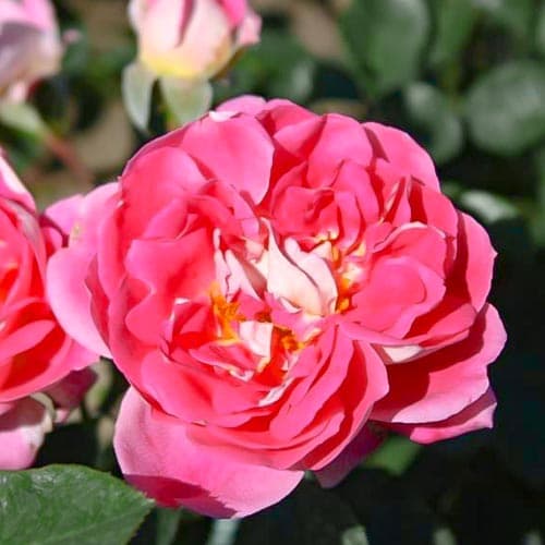 Роза флорибунда Романтик Раффлс изображение 1 артикул 4577