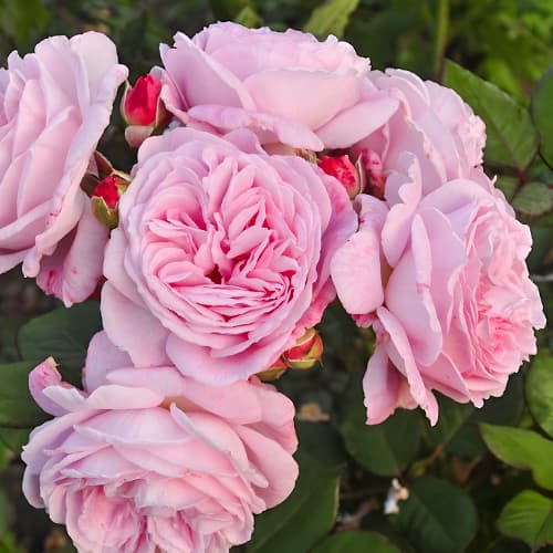 Роза флорибунда Саммер Романс (Summer Romance) изображение 1 артикул 2200