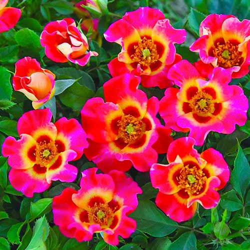 Роза флорибунда Саншайн Бэбилон Айз изображение 1 артикул 5517