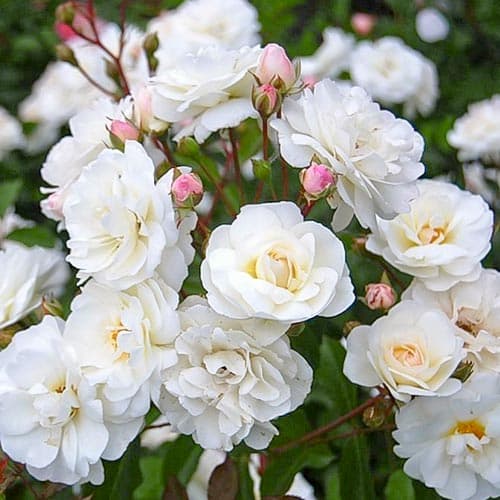 Роза флорибунда Шнеевитхен изображение 1 артикул 4582