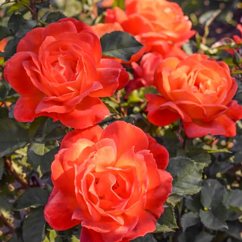 Роза флорибунда Супер Трупер (Super Trouper) изображение 1 артикул 3534