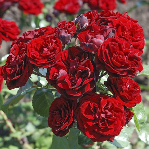 Роза флорибунда Торнадо, C2 изображение 1 артикул 3889